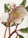 Helleborus niger"